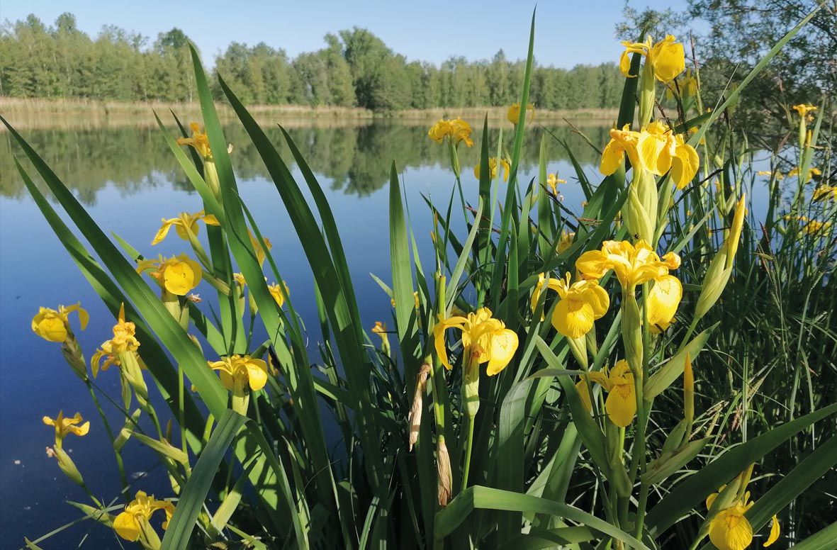 Blumen-Ufer-Isar-Angelgeräte-Mönck